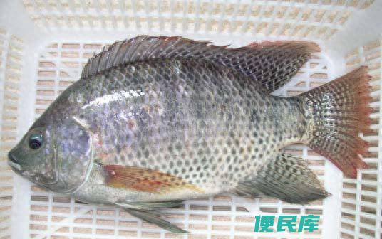 罗非鱼长什么样子（刺少又便宜的罗非鱼为什么没人吃）