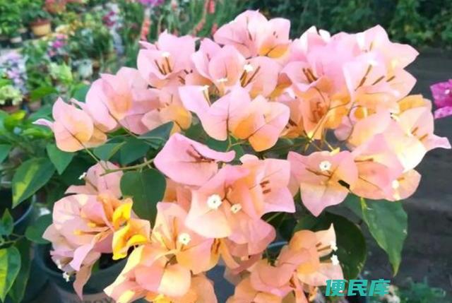 三角梅怎么修剪（修剪三角梅需要注意的事项有哪些）