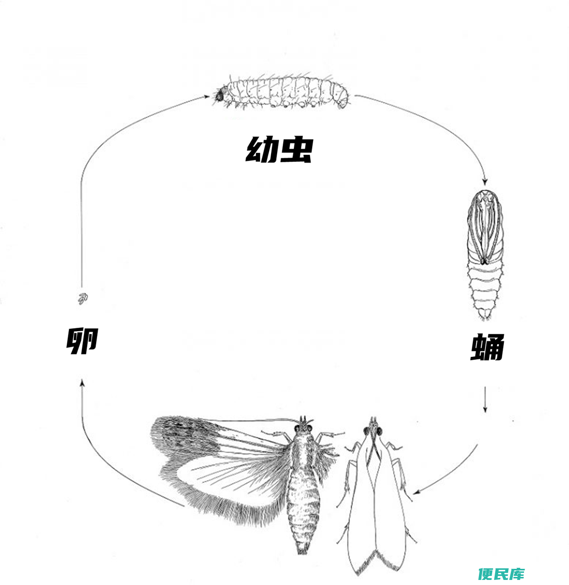 <font color='#ff7200'>家里</font>有蛾子怎么消灭（食品储藏室的蛾子是怎么进入你家的）