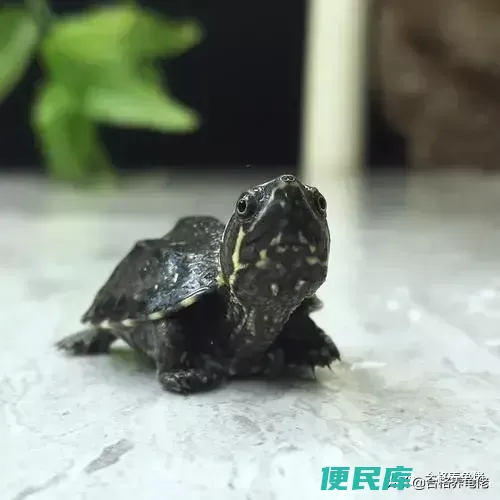 乌龟腐甲怎么治安全有效（导致乌龟腐甲的原因有哪些）