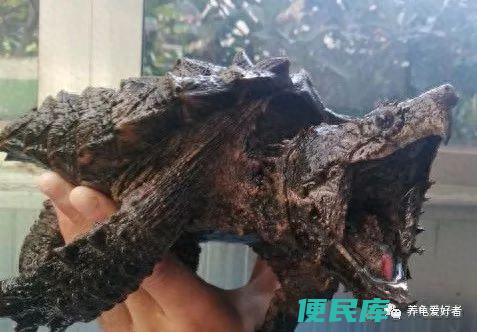 鳄龟吃什么食物（大鳄龟饲养的基本要求及冬眠问题）