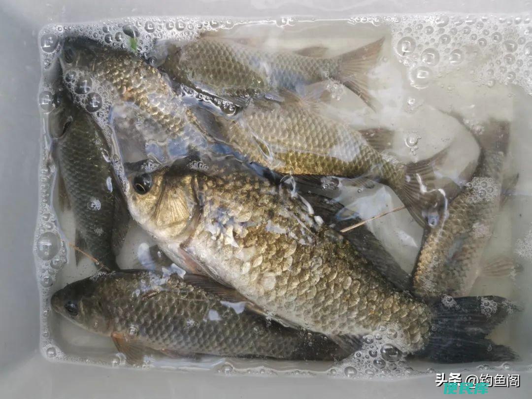 钓鲫鱼用什么鱼饵最好（野钓鲫鱼最容易上钩的饵料）