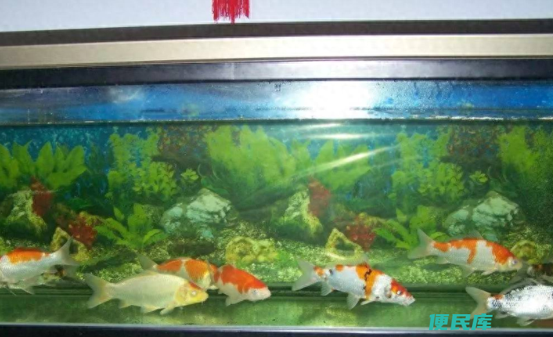 养金鱼的水多久换一次（给鱼缸换水有哪些需要注意的）