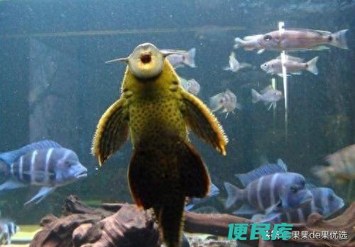 清道夫吃小鱼吗（为什么越来越多人都讨厌清道夫了）