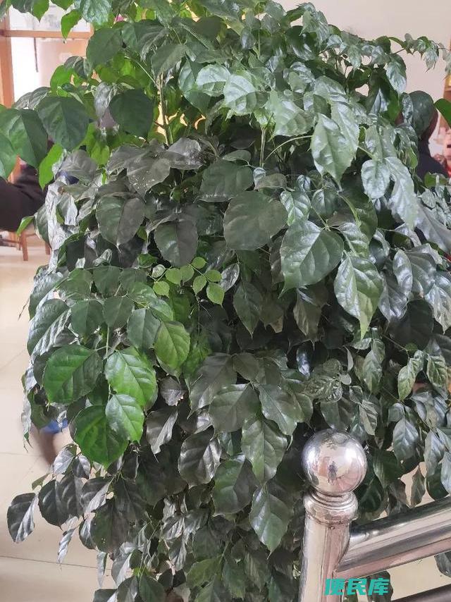 换完盆的幸福树怎么浇水（幸福树的养护方法和注意事项）
