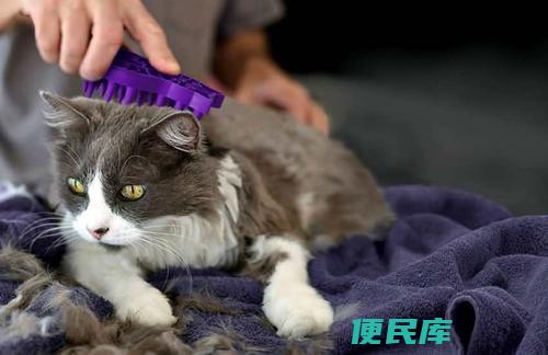 减少猫咪掉毛小技巧（减缓猫咪掉毛的方法）