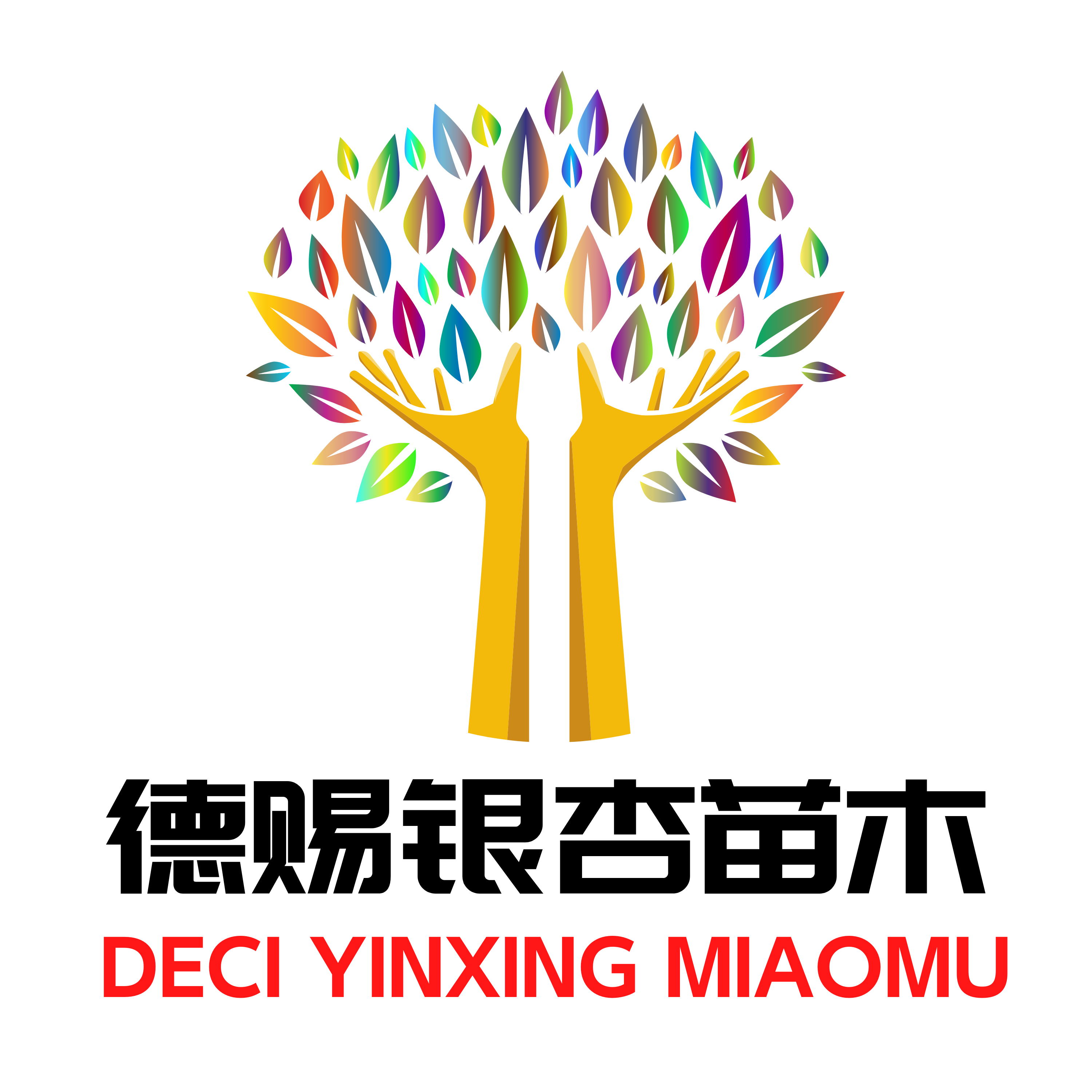 【邳州市德赐银杏苗圃场】【景弘生态】【银杏树】【焕景银杏】银杏树