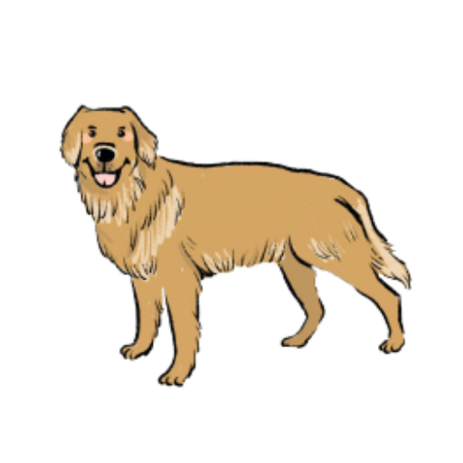 黄金犬网