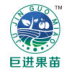 新品种李子苗,一点红李子苗,凤凰,五月脆,冰糖李子苗