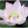 莲花天池雅致论坛