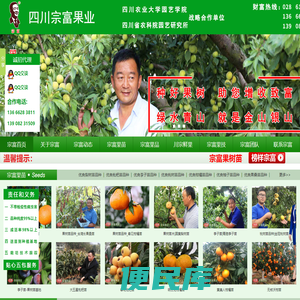 枇杷苗