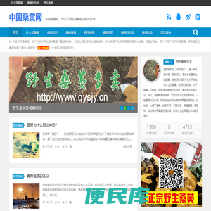 中国桑黄网
