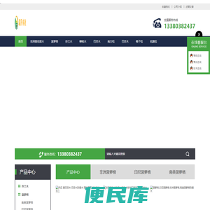 白玉兰树苗