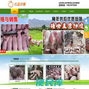 太湖原种母猪