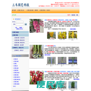 三禾大花蕙兰
