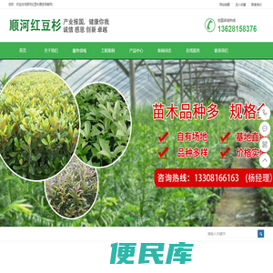 芦山县顺河红豆杉园艺场专业从事红豆杉,紫薇批发,金丝楠木种植