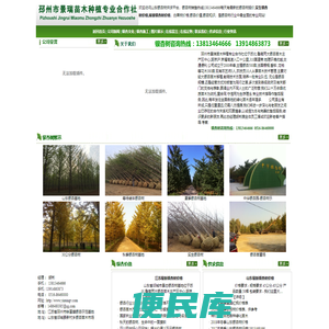 山东银杏树价格表