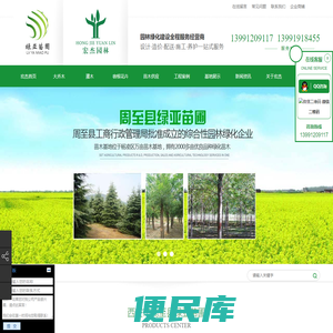 陕西樱花批发