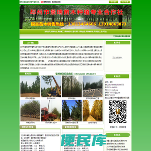 银杏树价格表,银杏树苗价格,银杏价格,银杏树价格13813464666,