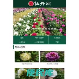 牡丹网