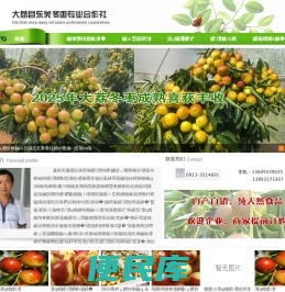 大荔冬枣批发