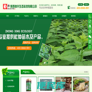 杜仲产品