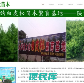 陕西蓝田爱党白皮松苗木有限公司