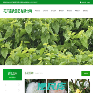 品种茶花批发零售