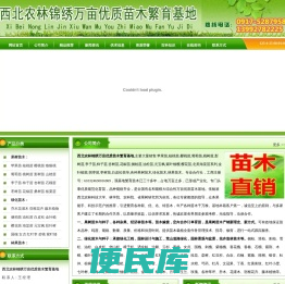 陕西侧柏苗,陕西元宝枫,陕西紫叶矮,陕西金叶榆,陕西樱花苗,陕西海棠苗