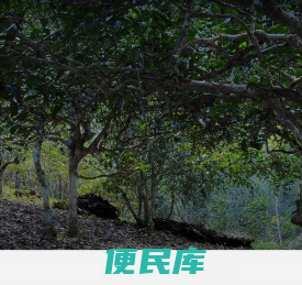 梵璞古树官方网站