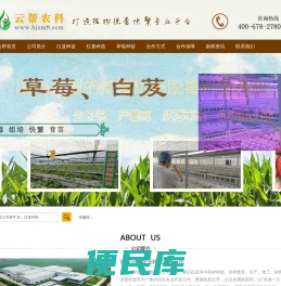 红薯脱毒种苗