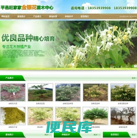 金银花苗