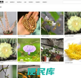 冒美图