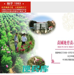 甘肃牡丹,紫斑牡丹,油用牡丹,牡丹产业加盟,甘肃中川牡丹