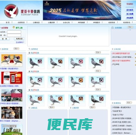 爱亚卡普信鸽