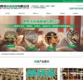 青年鸡价格