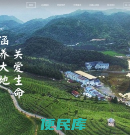 绿雪芽【官网】福鼎白茶