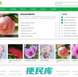 多肉植物