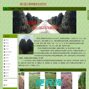 河南金桂/河南桂花/河南桂花价格/河南桂花基地/河南金桂价格/河南金桂基地/河南桂花苗圃/河南桂花苗基地/河南金桂苗基地/潢川金桂基地/河南潢川桂花苗圃/河南石楠
