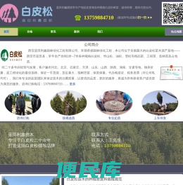 白皮松