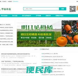 明日见柑橘