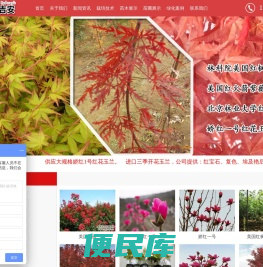 美国紫薇