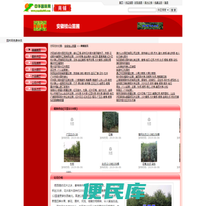 安徽桂山苗圃