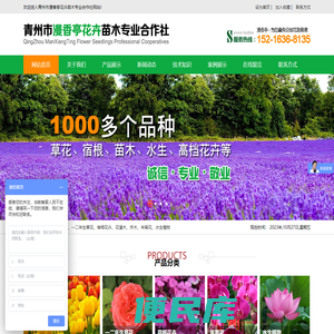 青州市漫香亭花卉苗木专业合作社,薰衣草花海,一二年生草花,宿根花卉,花灌木,年宵花