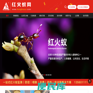 红火蚁网