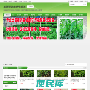 柑橘苗批发