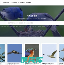 鸟网