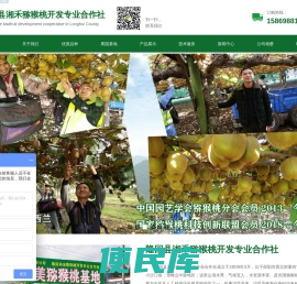 红心猕猴桃苗，黄心猕猴桃苗，猕猴桃苗木基地