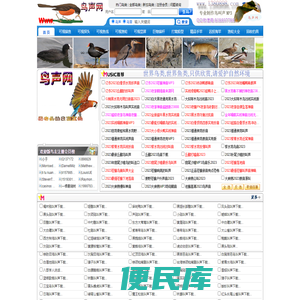 鸟声网