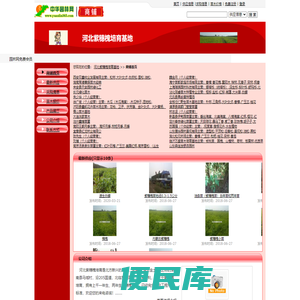 河北紫穗槐培育基地